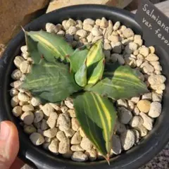 サルミアナ特大大きめのアガベ（緑と黄色のストライプ） アガべ・サルミアナ｜Agave salmiana | DESERT INC.