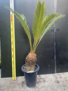 鉢ごと/翌日発/沖縄離島不可】蘇鉄 ソテツ 8号 観葉植物 - メルカリ