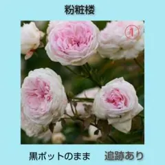 2026年最新】バラ苗 木立性の人気アイテム - メルカリ