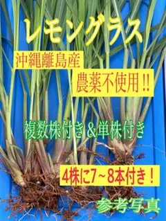 レモングラス　抜き苗　4株 複数株付き＆単株付き　ハーブ　ネコポス発送