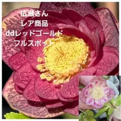 クリスマスローズ シングル グリーンピコティ リトルビースト〈高橋