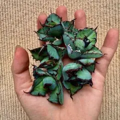 t*a様 【Lj_plants】R682アガベ チタノタブラックアンドブルー 5のサムネイル