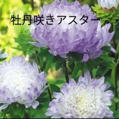 wadam様 リクエスト 2点 まとめ商品