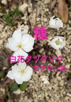 2026年最新】タツタソウの人気アイテム - メルカリ