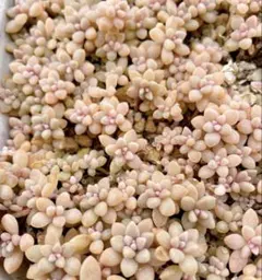 多肉植物 抜き苗 No.1312 姫秀麗　姫秋麗　1ポット 多肉植物 抜き苗 No.1312 姫秀麗 姫秋麗 1ポット - メルカリ