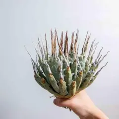 4 ユタエンシス エボリスピナ 現地株 ベアルート 陽炎 アガベ - メルカリ