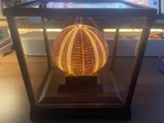 2026年最新】ウニ 標本の人気アイテム - メルカリ