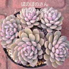 まき様 リクエスト 5点 まとめ商品