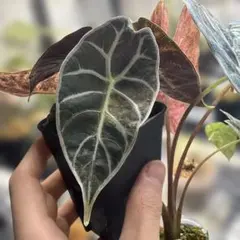 2026年最新】アロカシア ワトソニアの人気アイテム - メルカリ