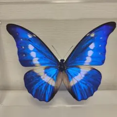 2025年最新】ヘレナモルフォの人気アイテム - メルカリ