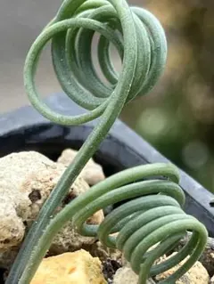 megukook様 リクエスト 2点 まとめ商品