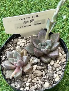 つぶつぶ屋✡️岩男&おひめ✡️多肉 抜き苗 おつぶー 寄せ植え - メルカリ