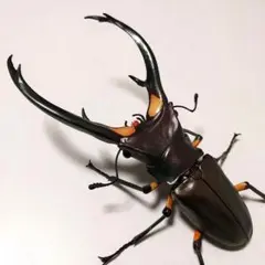 エラフスホソアカクワガタ　グリーン　いきもの大図鑑アドバンス　新品未開封