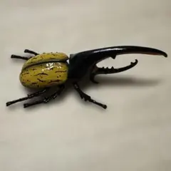 アニア　ヘラクレスオオカブト