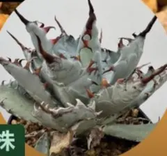 2026年最新】lize産 アガベの人気アイテム - メルカリ