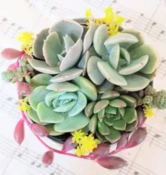 多肉植物 (4種・エケベリア) 抜き苗セット※寄せ植え等に