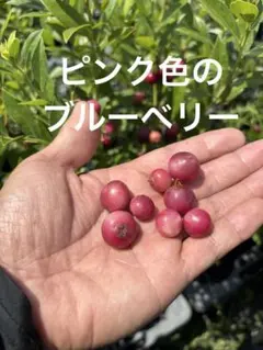 ブルーベリー苗木 約30〜40cm ピンクレモネード 4鉢 - メルカリ