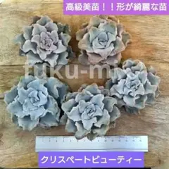 ❤️専用出品❤️✨メルカリ便✨クリスペートビューティー  ❤️抜き苗❤️パープル札 ❤️専用出品❤️✨メルカリ便✨クリスペートビューティー