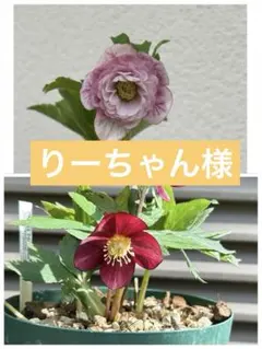2026年最新】加藤農園クリスマスローズの人気アイテム - メルカリ