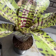 アロエ ペッキー×ヘミンギー ペキヘミ 多肉植物 大株 1287 - メルカリ