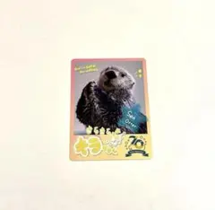 70周年 鳥羽水族館 ラッコ メイちゃん トレーディングカード - メルカリ