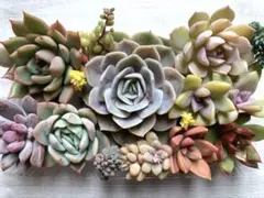 多肉植物 カット苗詰め合わせ 寄せ植えセット 《64》 エケベリア 多肉弁当