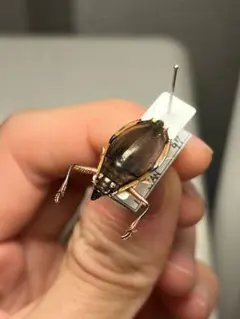 4mm】オオツヤハムシ レッド 標本 世界で1番美しい甲虫図鑑