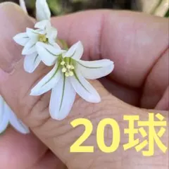 化け猫様 リクエスト 2点 まとめ商品