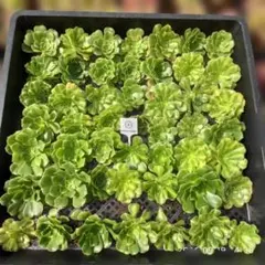 Top【選抜株】多肉植物 25886ホワイトフェニックス 16個 鉢無し/脱土