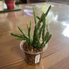 さくら様 リクエスト 2点 まとめ商品