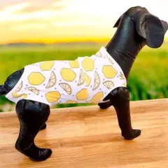 Item thumbnail for item 25579328-10a1-4041-91ef-ca27ebb4b005