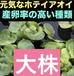 ホテイアオイ　ホテイソウ(psb 浮き草　アマゾンフロッグピット　水草　ホテイ草のサムネイル