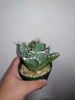 2026年最新】アガベ裏棘の人気アイテム - メルカリ