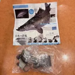 ネイチャーテクニカラー　日本の清流シリーズ　アカメ