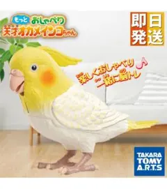 もっとおしゃべり 天才 オカメインコちゃんのサムネイル