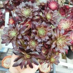 アエオニウム 蛍火花顔ピンクディジー 極上花顔株‼️カット苗 2カット