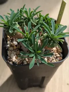 S.H.M Factory様 リクエスト 2点 まとめ商品