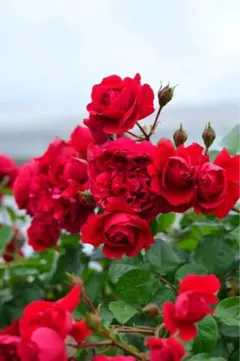 key様 リクエスト 3点 まとめ商品