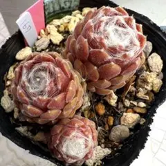 多肉植物 センペルビウム ビングチェリー No.169【青】 - メルカリ