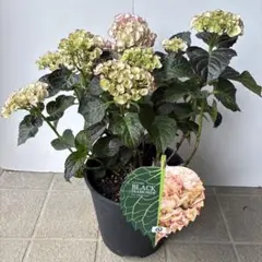 ②訳あり品！花痛みあり。ブラックダイアモンドシリーズ、ミッドナイト・パールのサムネイル