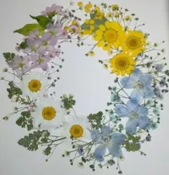 押し花素材　春の陽だまり　№626