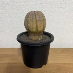 ユーフォルビア オベサ 中株 良型