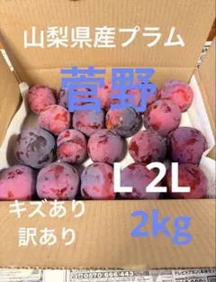 山梨県産 プラム 菅野 L 2L 2kg 訳ありのサムネイル