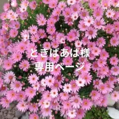 ときばあば様専用ページ