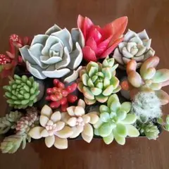 多肉植物 カット苗＊ホワイトゴースト＊寄せ植えに