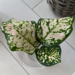 アグラオネマ 観葉植物 ホワイト