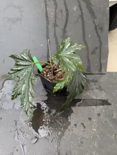 sunny&bloom様 リクエスト 3点 まとめ商品