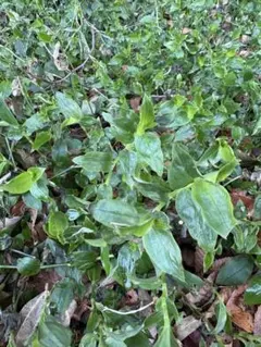 2026年最新】ときわつゆくさの人気アイテム - メルカリ