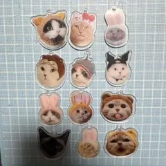 猫顔アクリル12個セット