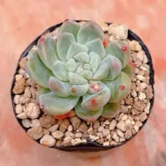 多肉植物 レア✨ どんぐりレッドワインコロラータ
